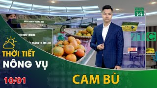 Thời tiết nông vụ 10/01/2022: Chăm sóc cam bù ở Hương Sơn, Hà Tĩnh